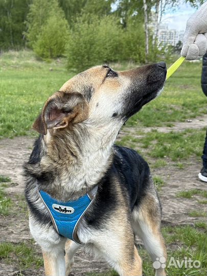 Молодая стесняшка