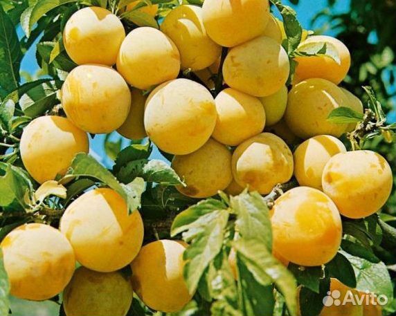 Саженцы колоновидной сливы Мирабелла