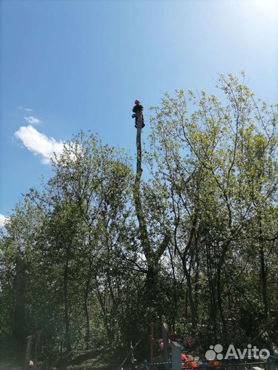 Спил деревьев