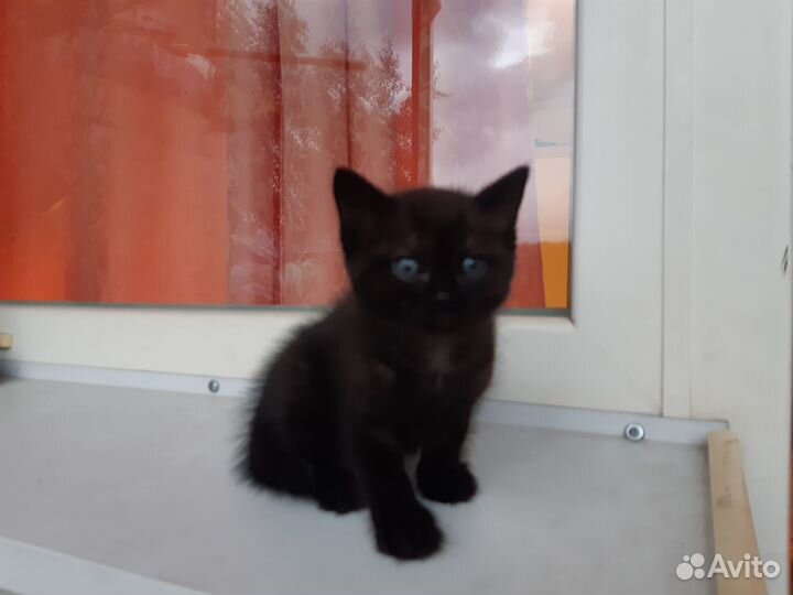 Отдам котят