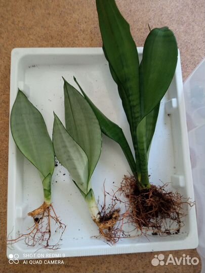 Сансевиерии Футура Суперба, Мунлайт, Ханни