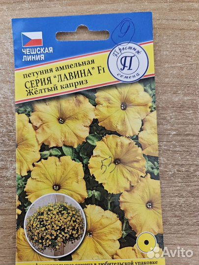 Черенки и рассада петуний