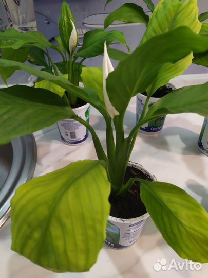 Спатифиллум