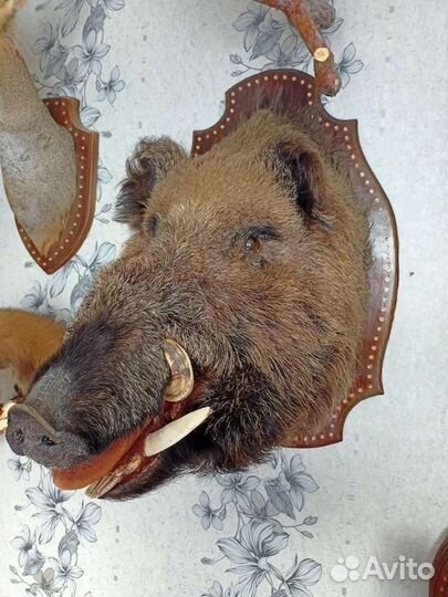 Голова кабана