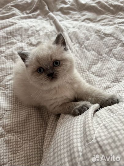 Шотландские котята