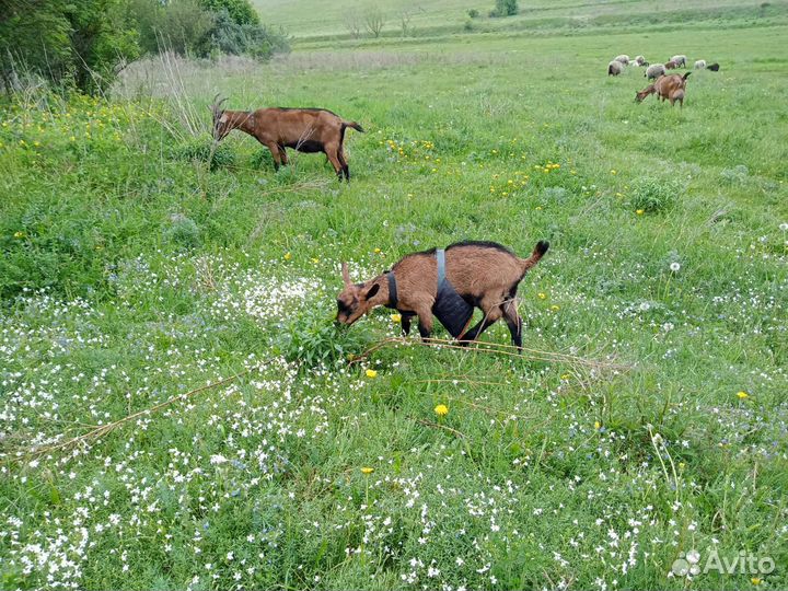 Фартуки для козлов