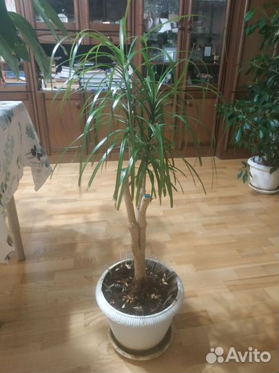 Растение Драцена высота 110 см