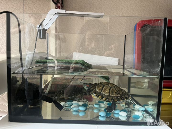 Красноухая черепаха бесплатно