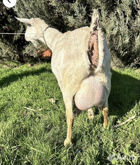 Дойные козы