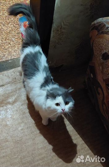 Кошки в добрые руки бесплатно