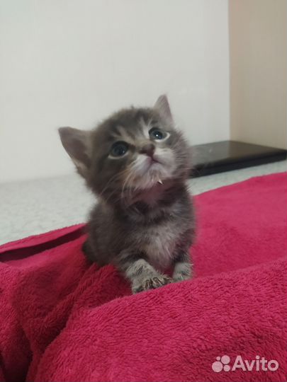 Котёнок