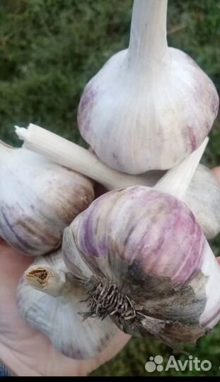 Продам чеснок
