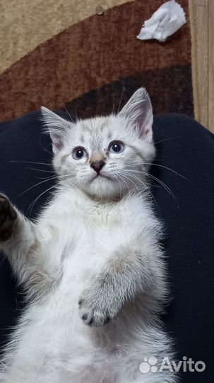 Отдпм котят