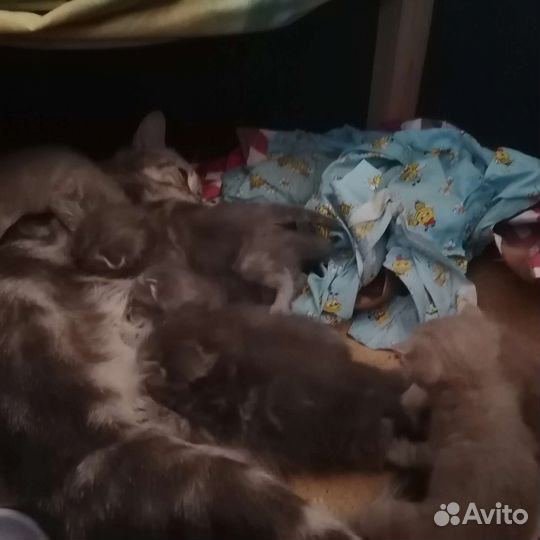 Шотландские котята