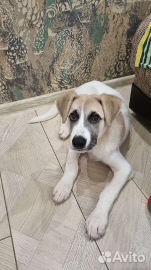 Щенок в добрые руки