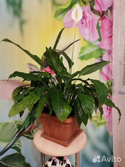 Спатифиллум цветущий