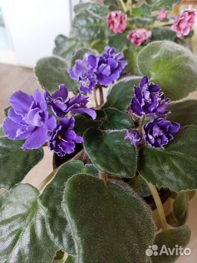 Фиалка на цвету,фото от 10.03.25