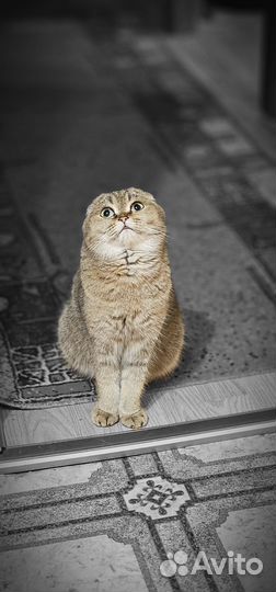 Отдам кошку в добрые руки