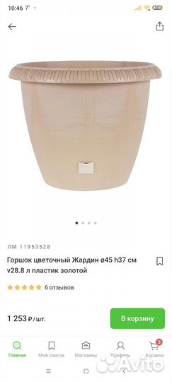 Фикус Али большой