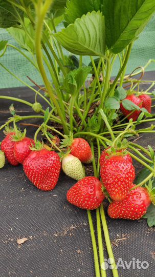Азия саженцы клубники земляники крупноплодной