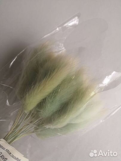 Лагурус голубой