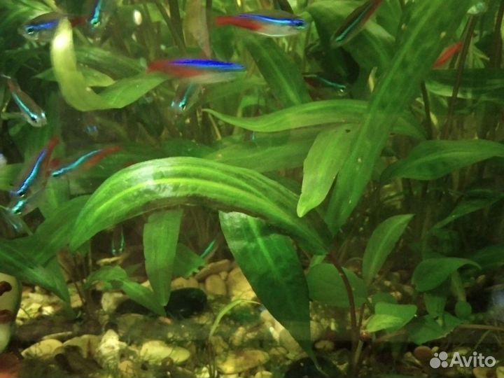 Аквариумные растения