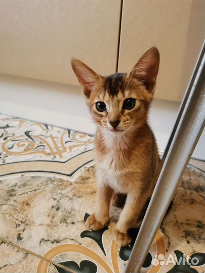 Абиссинская кошка