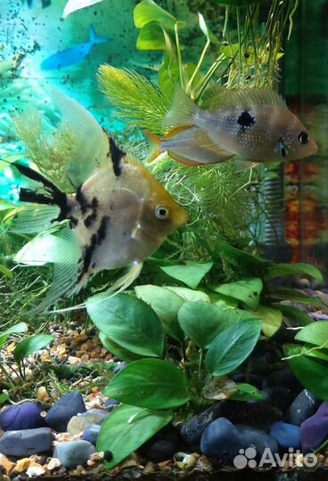 Аквариумные растения