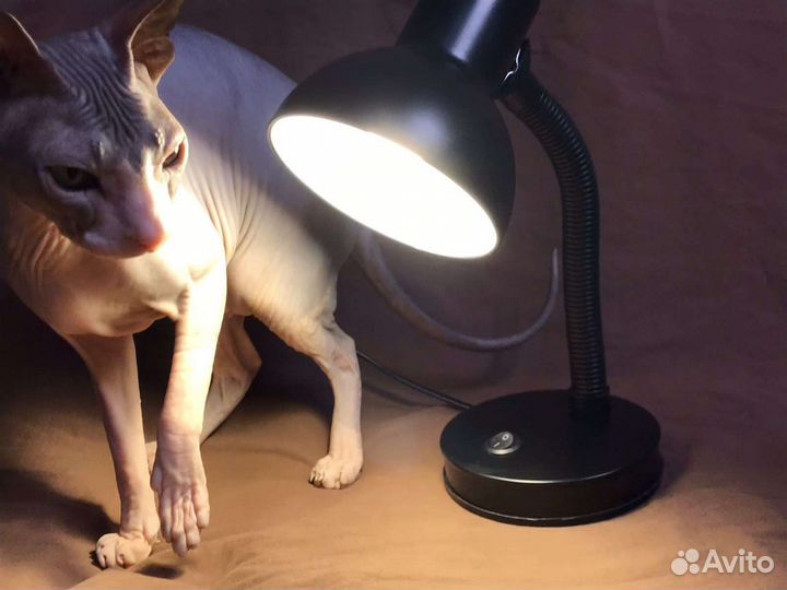 Лампа настольная