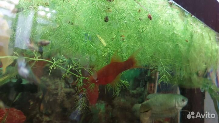 Аквариумные растения