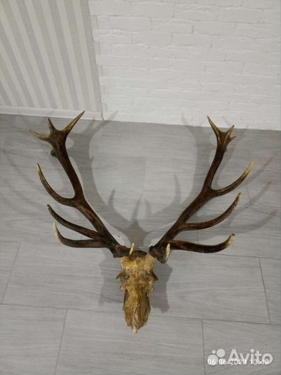 Продам рога оленя