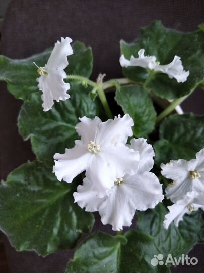 Комнатные цветы