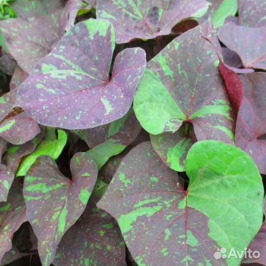 Вегетативные черенки