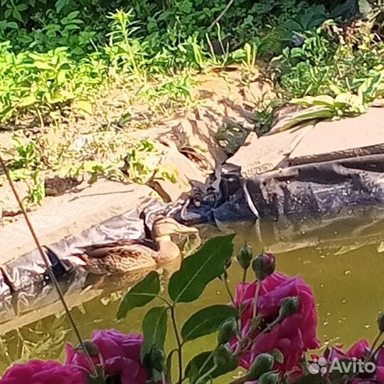 Услуги у себя дома