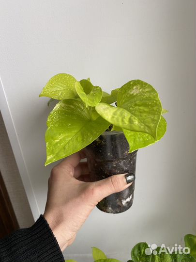 Эпипремнум неон и глобал грин