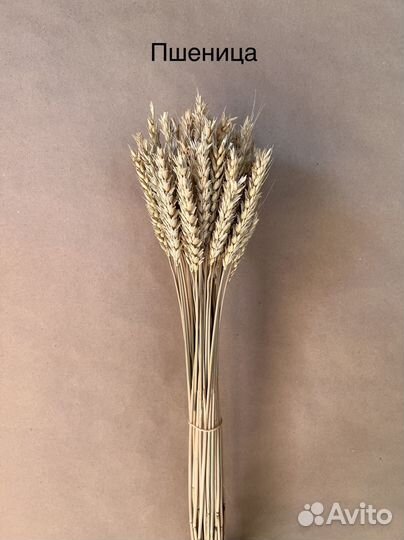 Просо Пшеница Сетария Сорго Ячмень сухоцвет