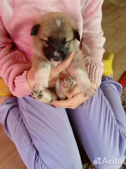 Мать лайка отец поддец