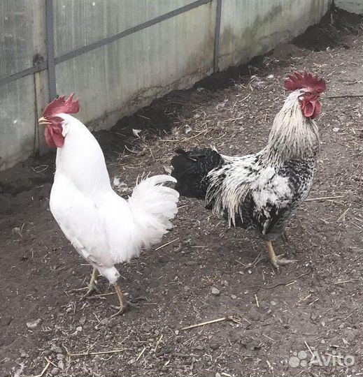 Молодые петухи