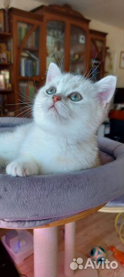 Замурчательный котенок, британский короткошерстный