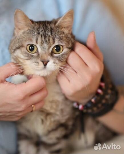 Молоденький и добрый кот Боня ищет семью