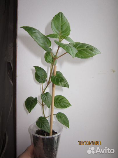 Фуксия сорт loco silk и Dollar Princess