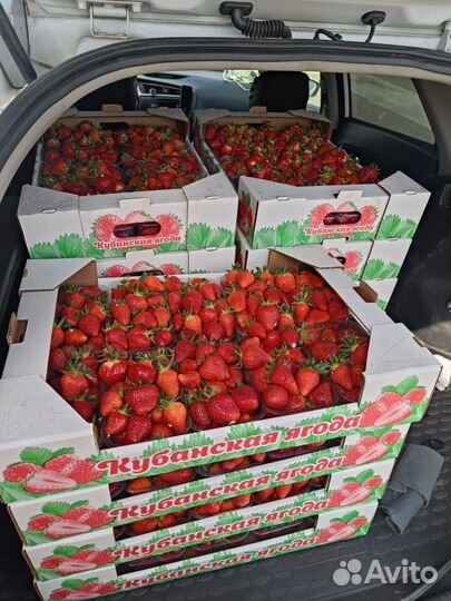 Клубника Краснодарская