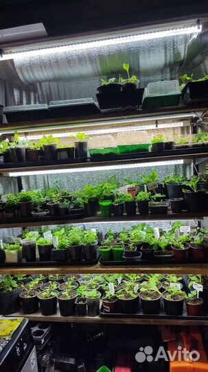 Цветы петунии рассада