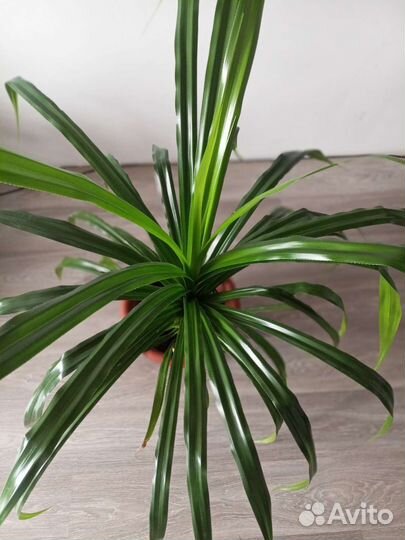 Большой панданус