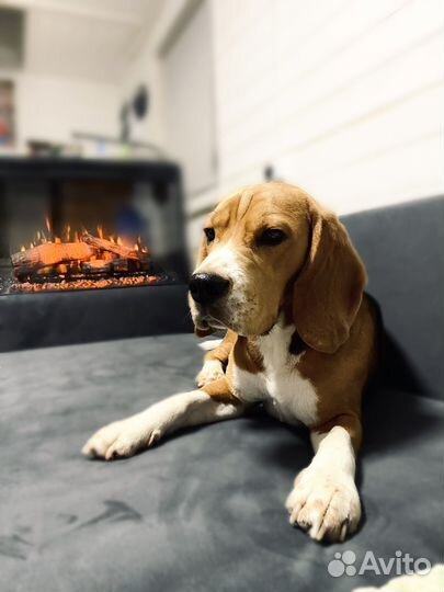 Передержка собак в домашних условиях