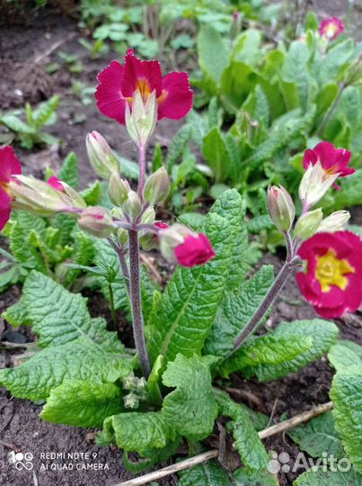 Примула садовая