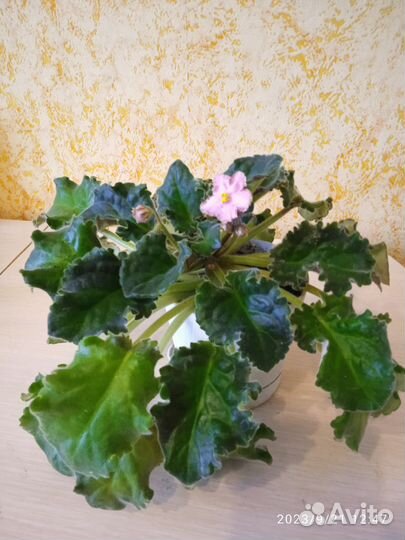 Сортовые фиалки