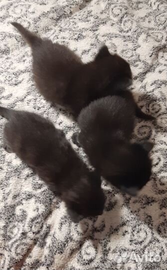 Кошка в дар