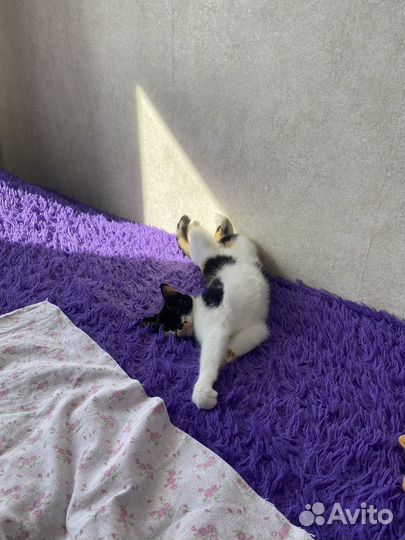 Трехцветные кошки