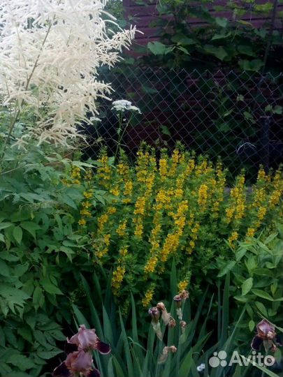 Лилейник, и др